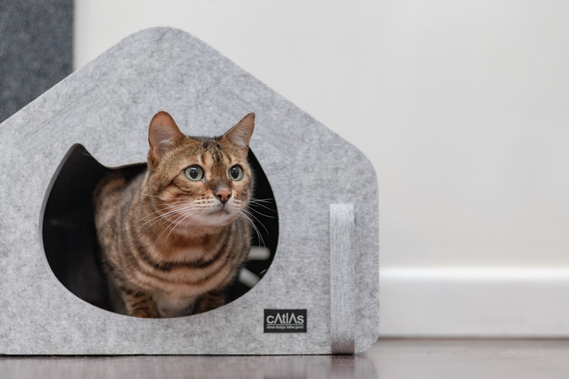 Acoustic Cat Haus